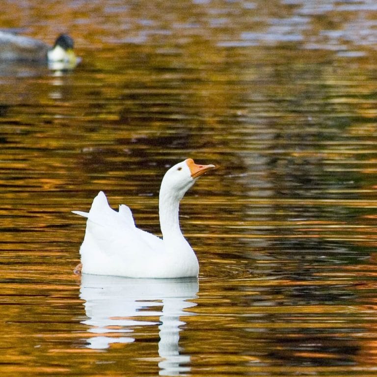 Duck Floating on Pond