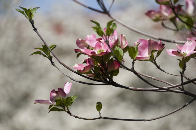 Dogwood Flowers Spring