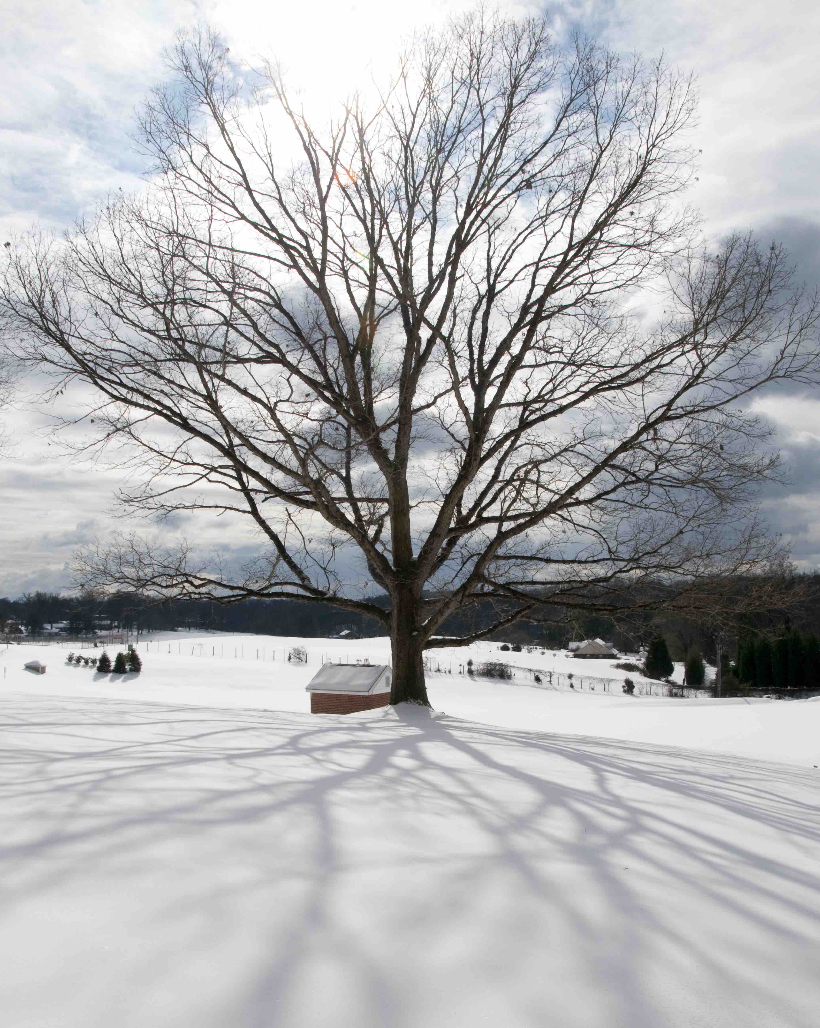 Winter Trees in Snowy Field
