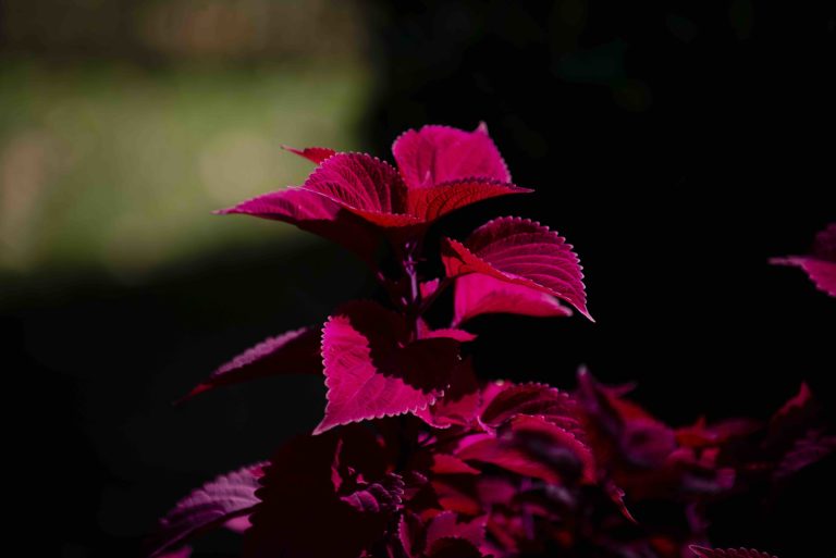Red Garden