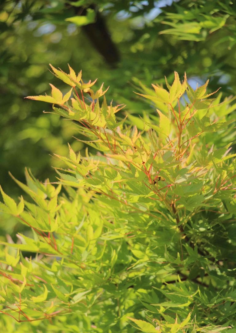 Young Maple Tree Leaves