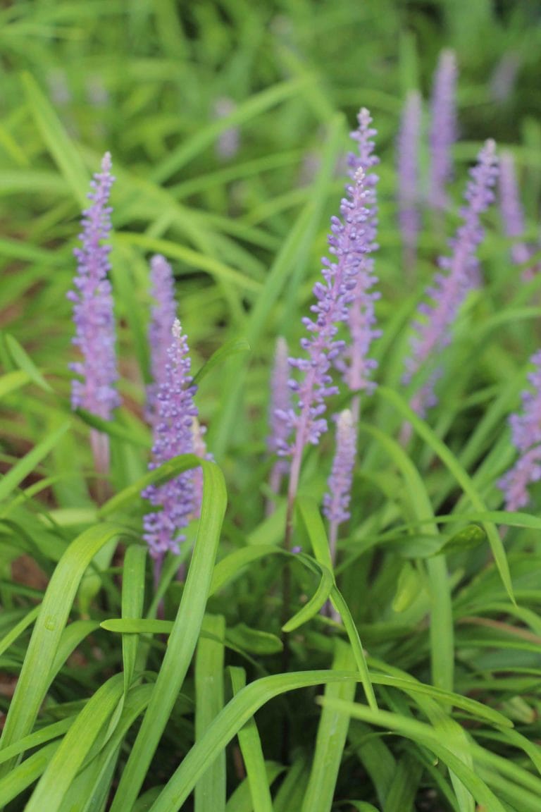 Purple Flowers