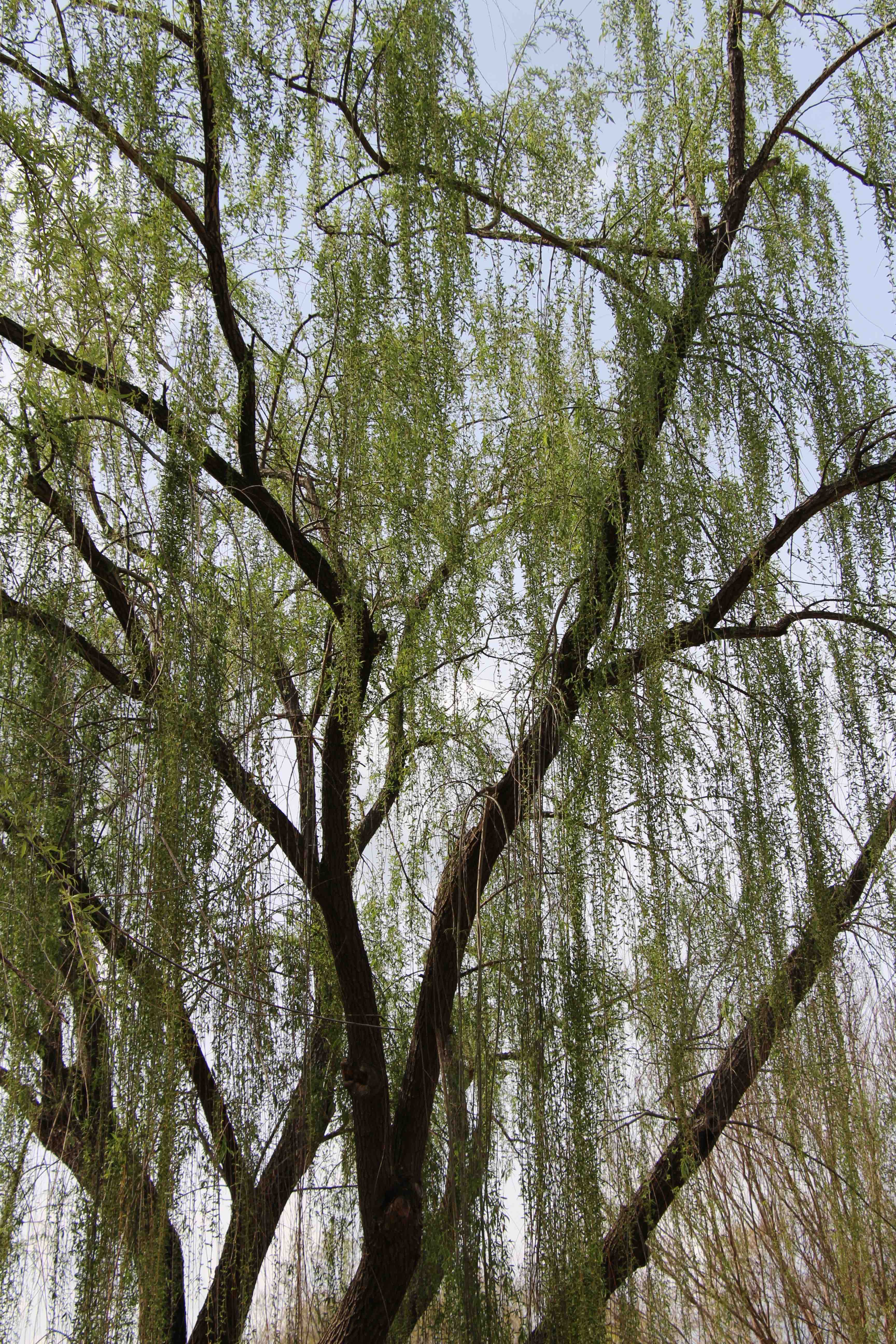 Willow Tree