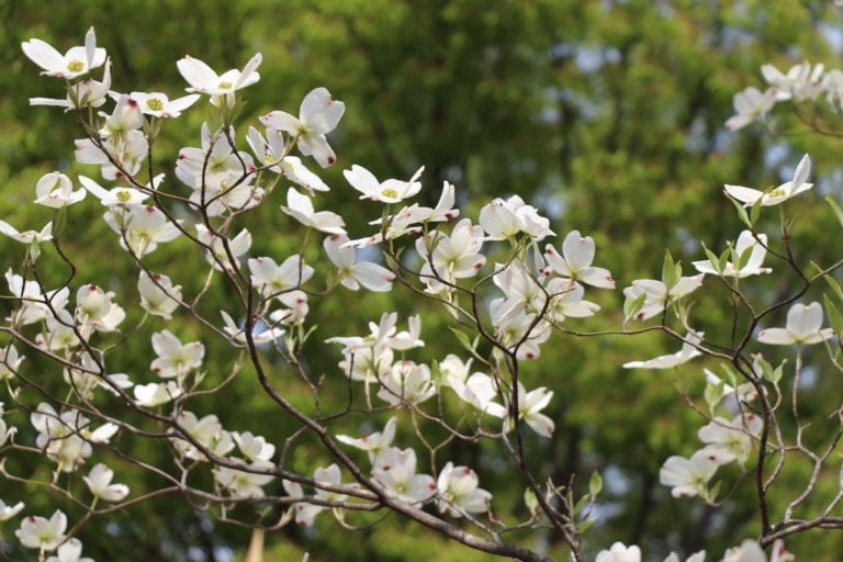 White Dogwood Flowers