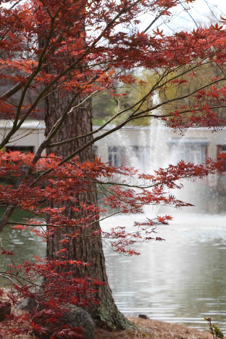 Red Maple by Pond