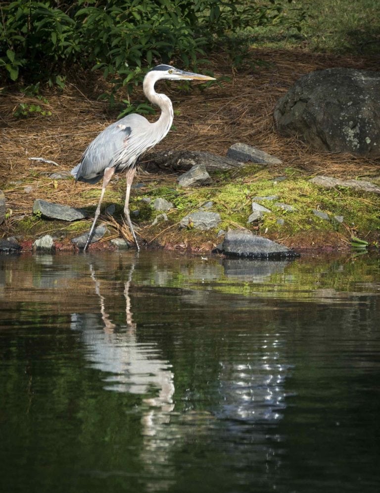 Blue Heron in Pond